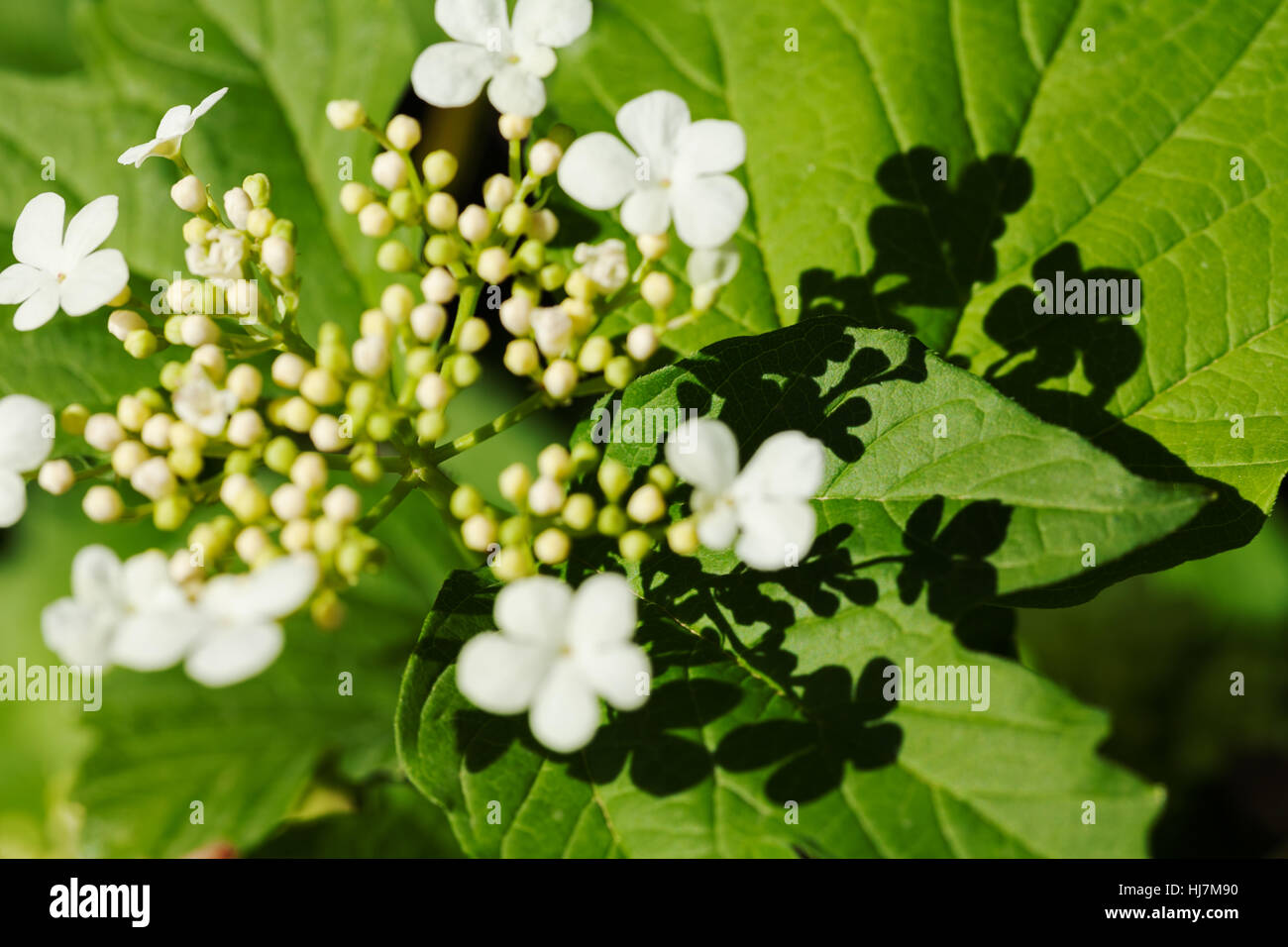 Arbusti ornamentali con fiori di colore bianco in fiore, nota leggera profondità di campo Foto Stock