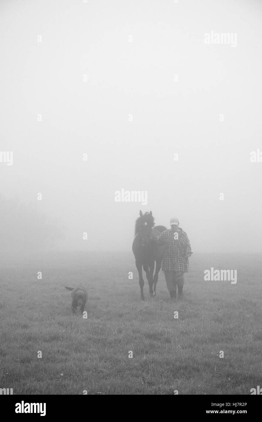 Cavallo essendo guidato attraverso la nebbia accompagnati da un cane in bianco e nero Foto Stock