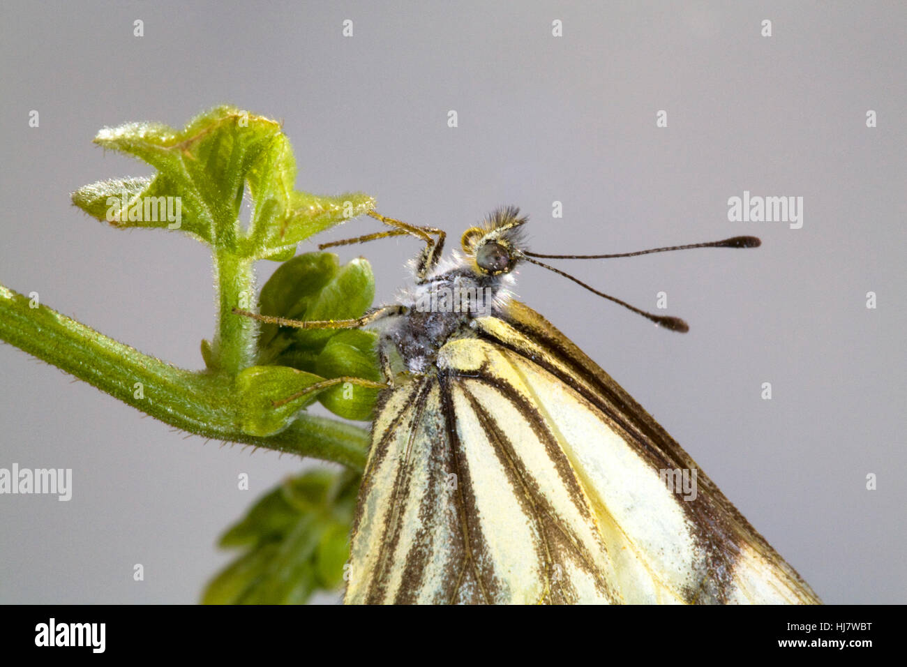 Un pino bianco butterfly, Neophasia menapia, atterrato su un vitigno. Foto Stock