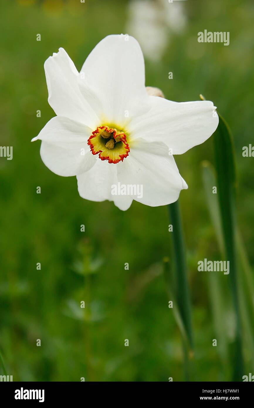 Poeta narcissus / bianco daffs Foto Stock