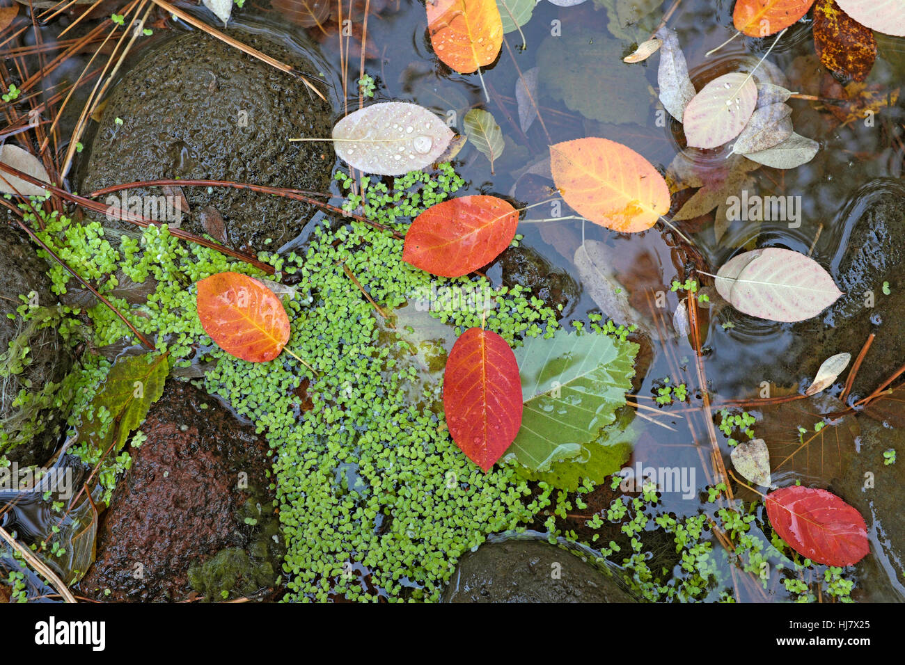 Foglie di autunno giacente in un piccolo stagno nella cascata montagne centrali di Oregon. Foto Stock