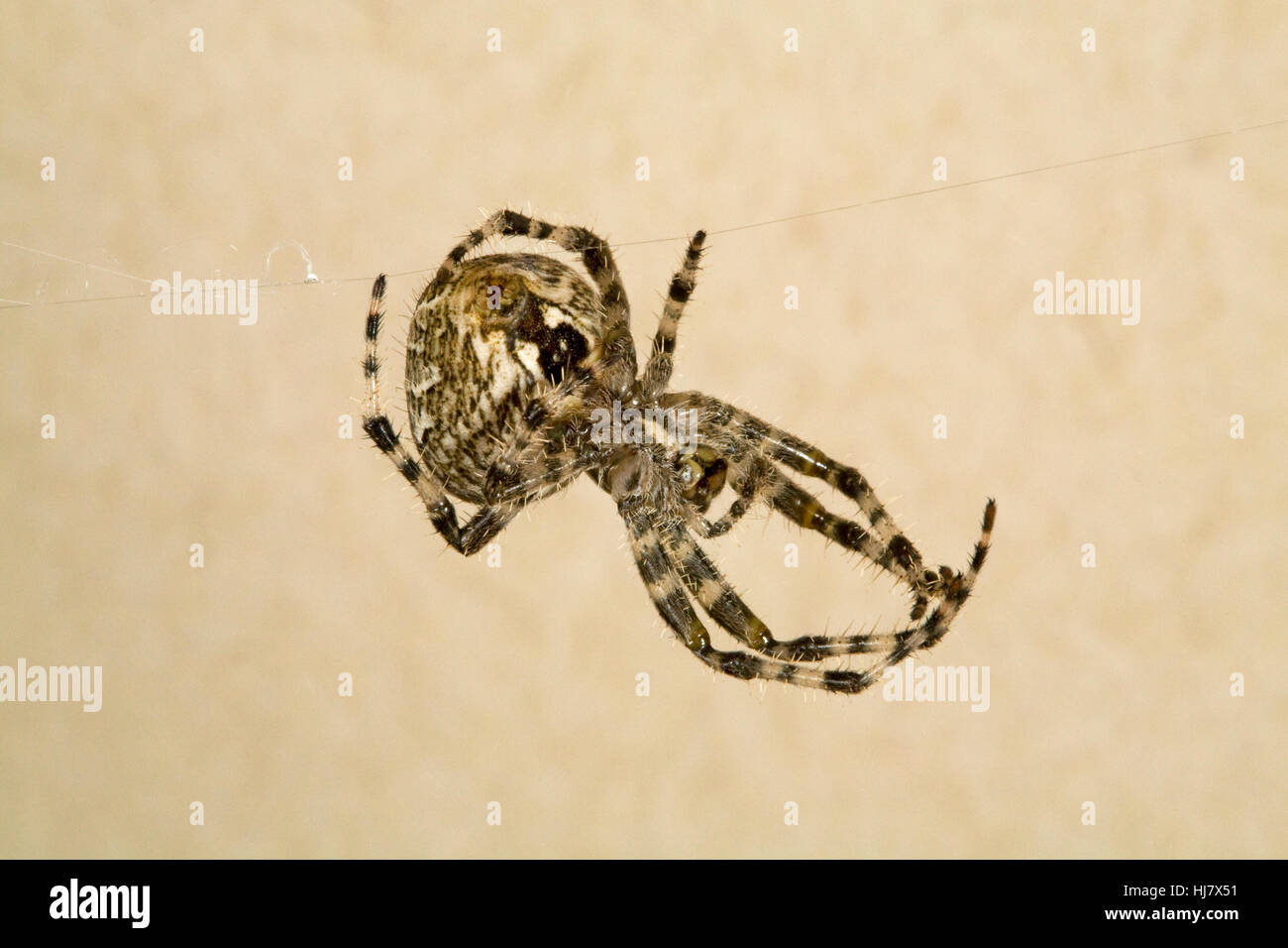 Una croce orbweaver spider, Araneus diadematus Foto Stock