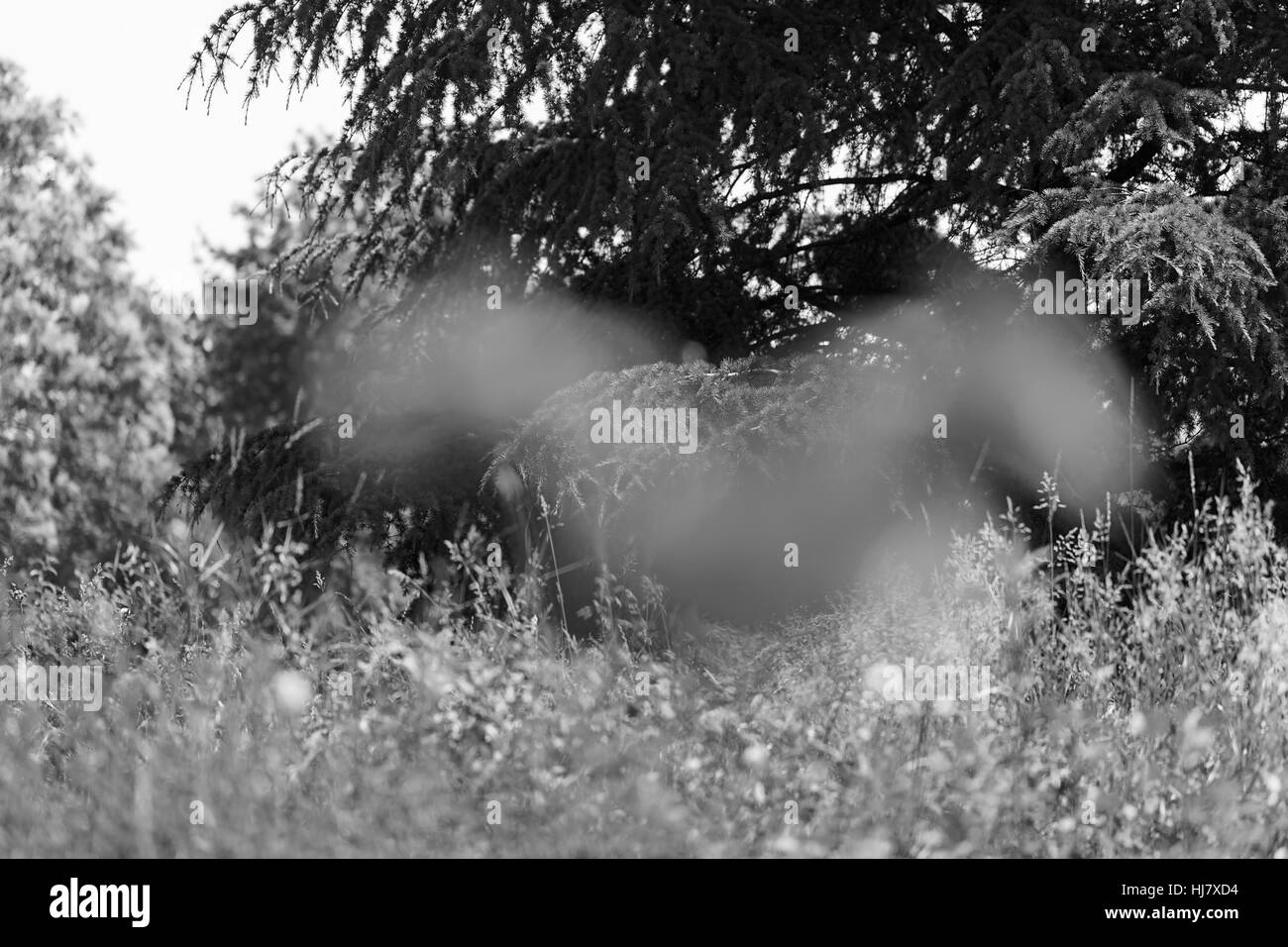 Papavero rosso in erba sullo sfondo verde, nota leggera profondità di campo Foto Stock