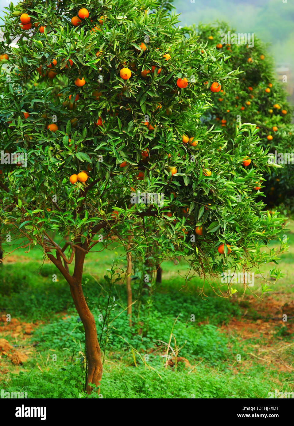 Giardino, agricoltura, allevamento, mature, frutta tropicale, Orange, cibo, aliment, Foto Stock