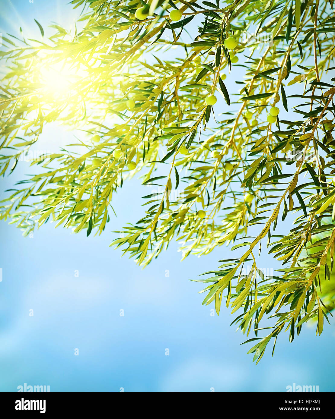 Albero, foglie, estate, summerly, raccolto, luce solare, olio d'oliva, il firmamento cielo, Foto Stock