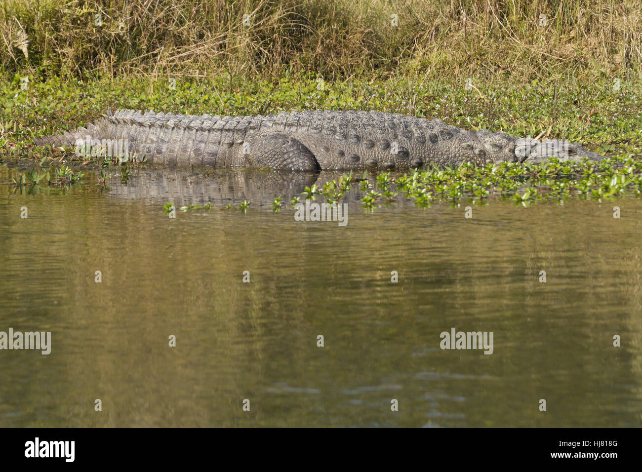 Rettili, coccodrilli, rettili, Nepal, coccodrilli, echte krokodile, crocodylus, Foto Stock