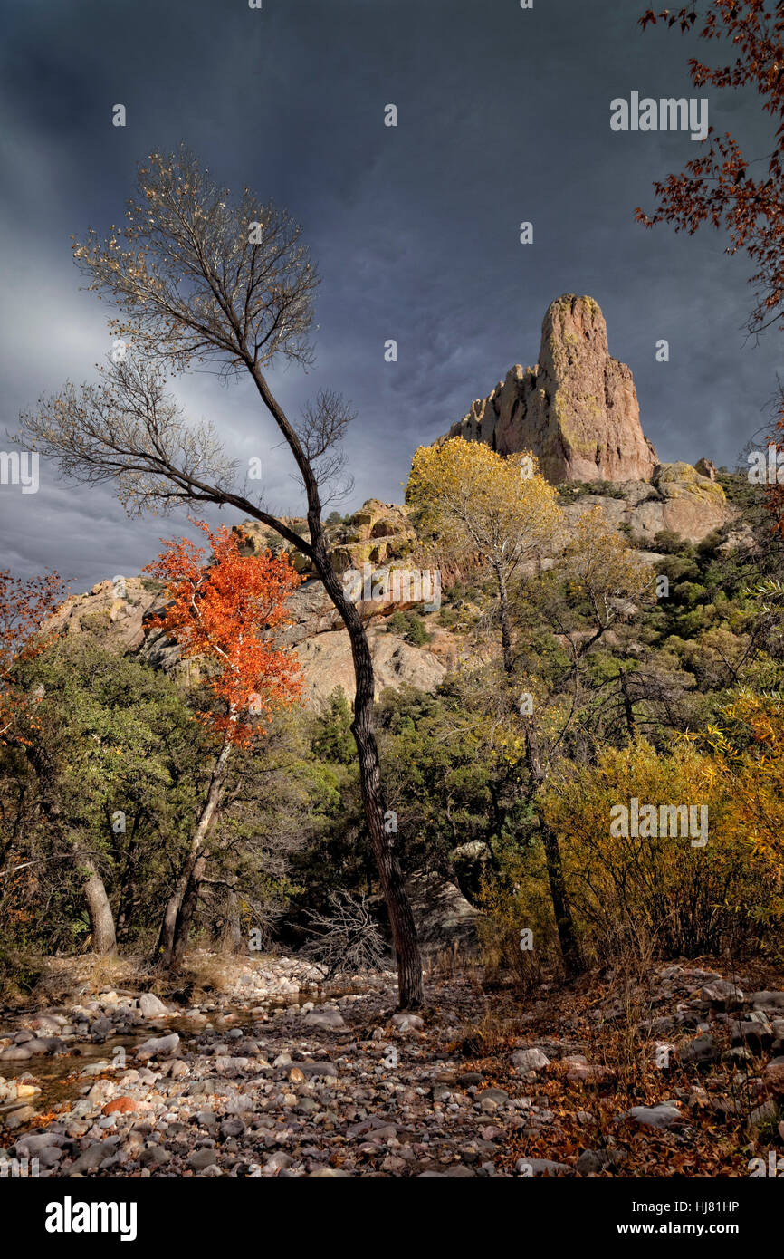 Autunno in Chiricahua deserto, Arizona Foto Stock