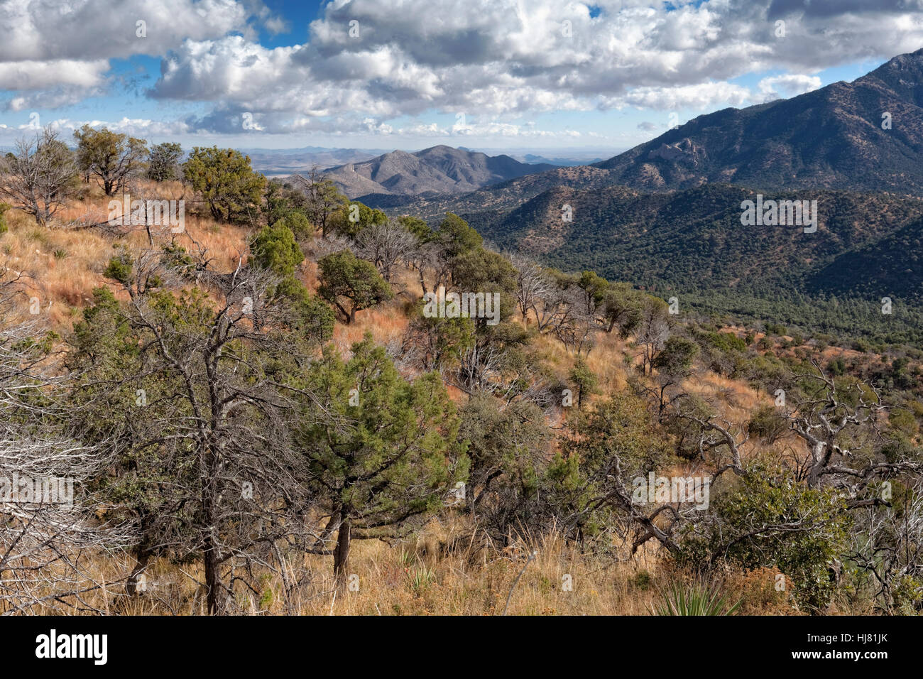 Chiricahua Mountain Wilderness vista, Arizona Foto Stock
