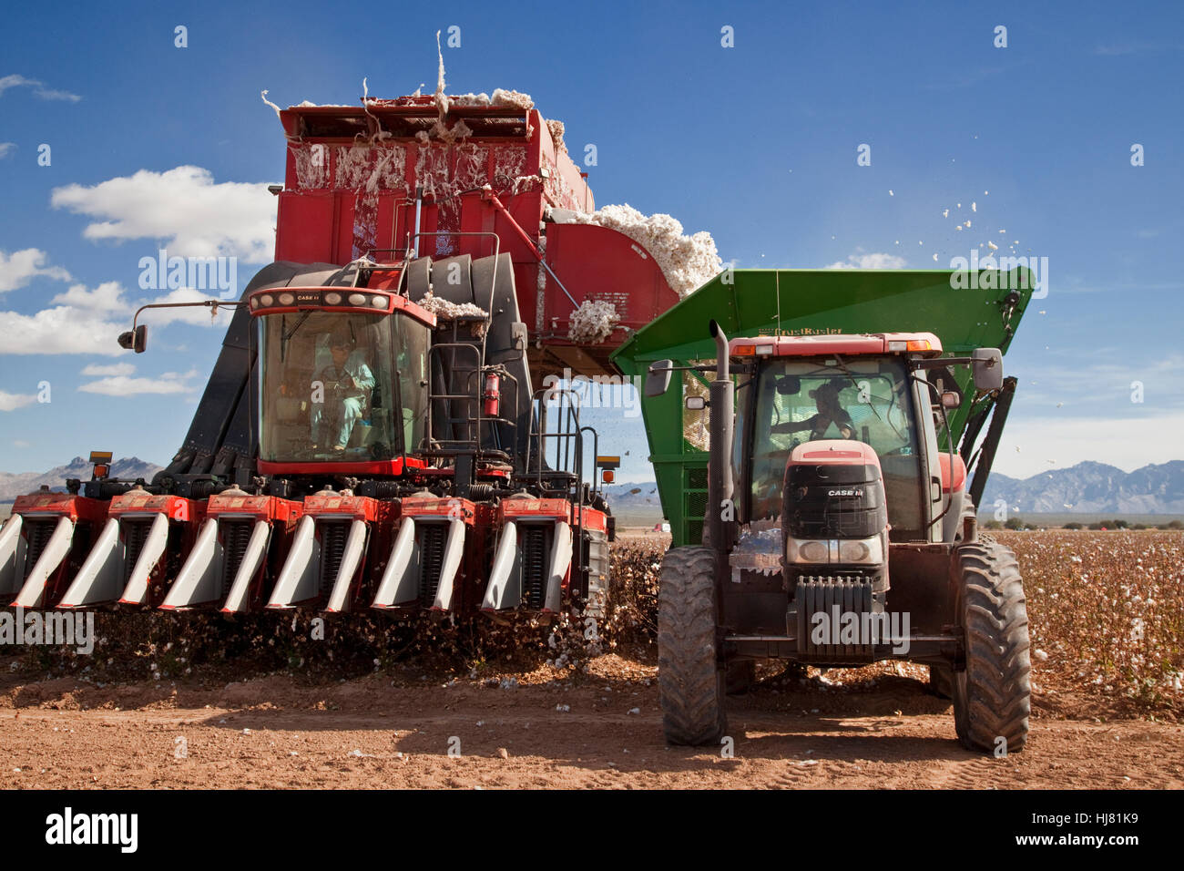 Mietitrebbia di cotone raccolto - Agricoltura - Marana, Arizona Foto Stock