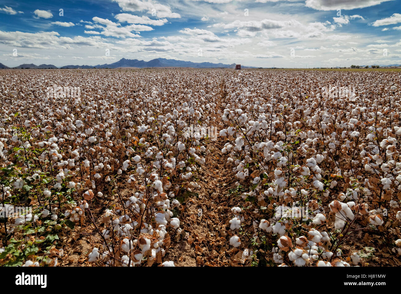 Raccolto di cotone - Agricoltura - Marana, Arizona Foto Stock