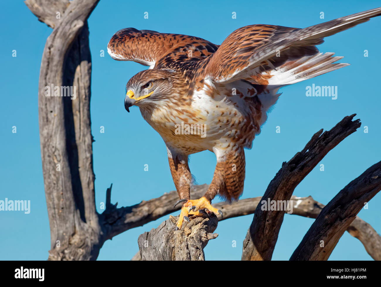 Falco ferruginosa, Buteo regalis Foto Stock