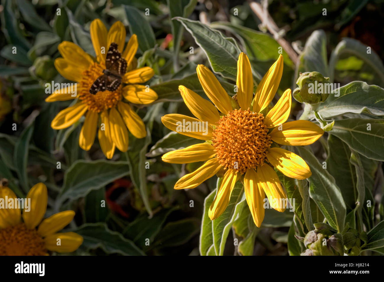 Girasoli messicano, Tithonia fruticosa è un genere di piante in fiore nella tribù di girasole entro la famiglia Asteraceae. Foto Stock