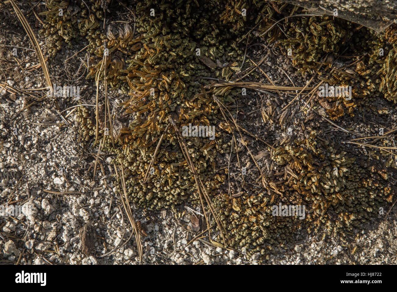 Hansen's spike moss, Selaginella hansenii essiccato fino in alta stagione estiva, Sierra Nevada. Foto Stock