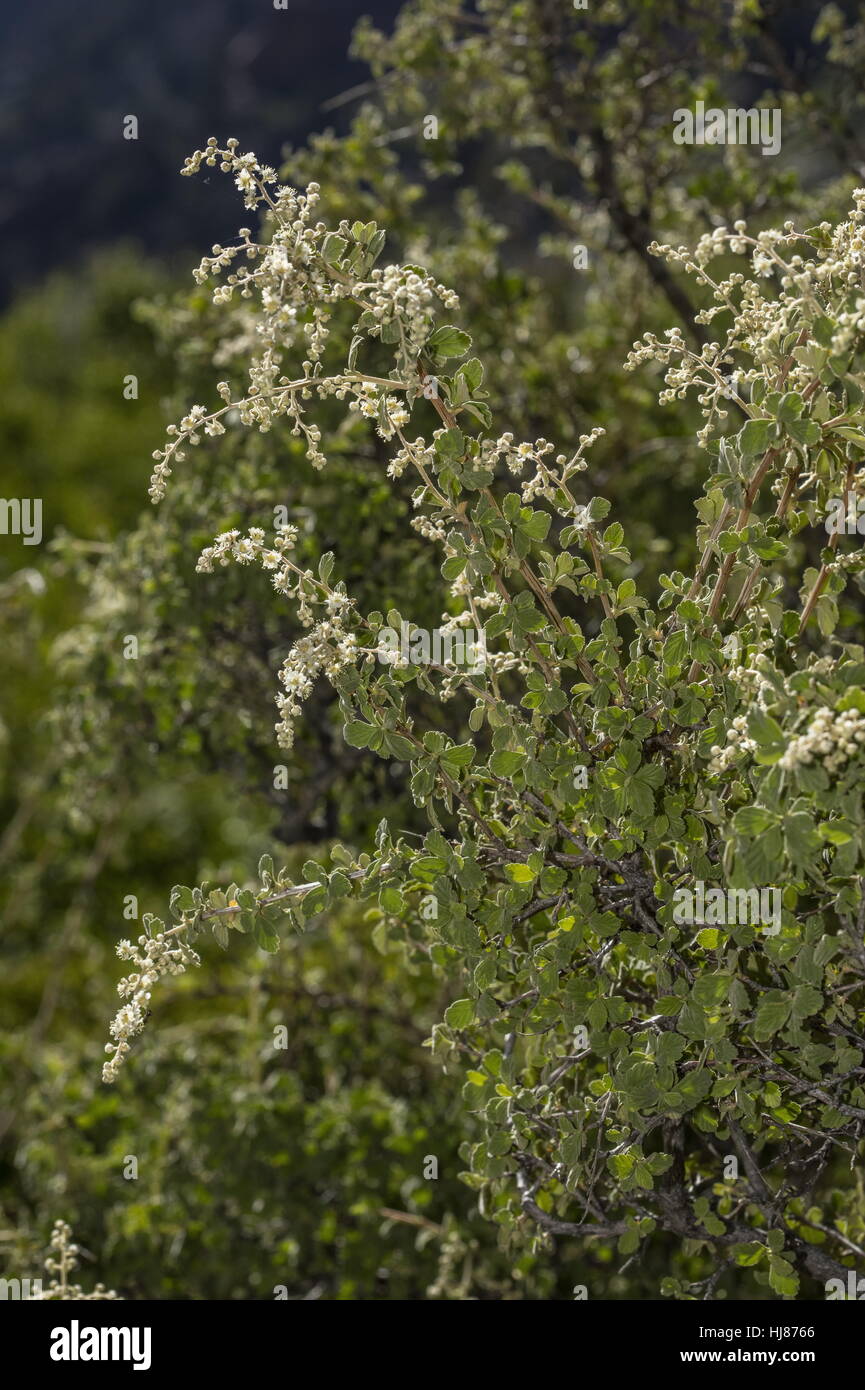 Piccolo lasciava la crema bush, Holodiscus scolorire var microphyllus, in fiore in Sierra Nevada. Foto Stock