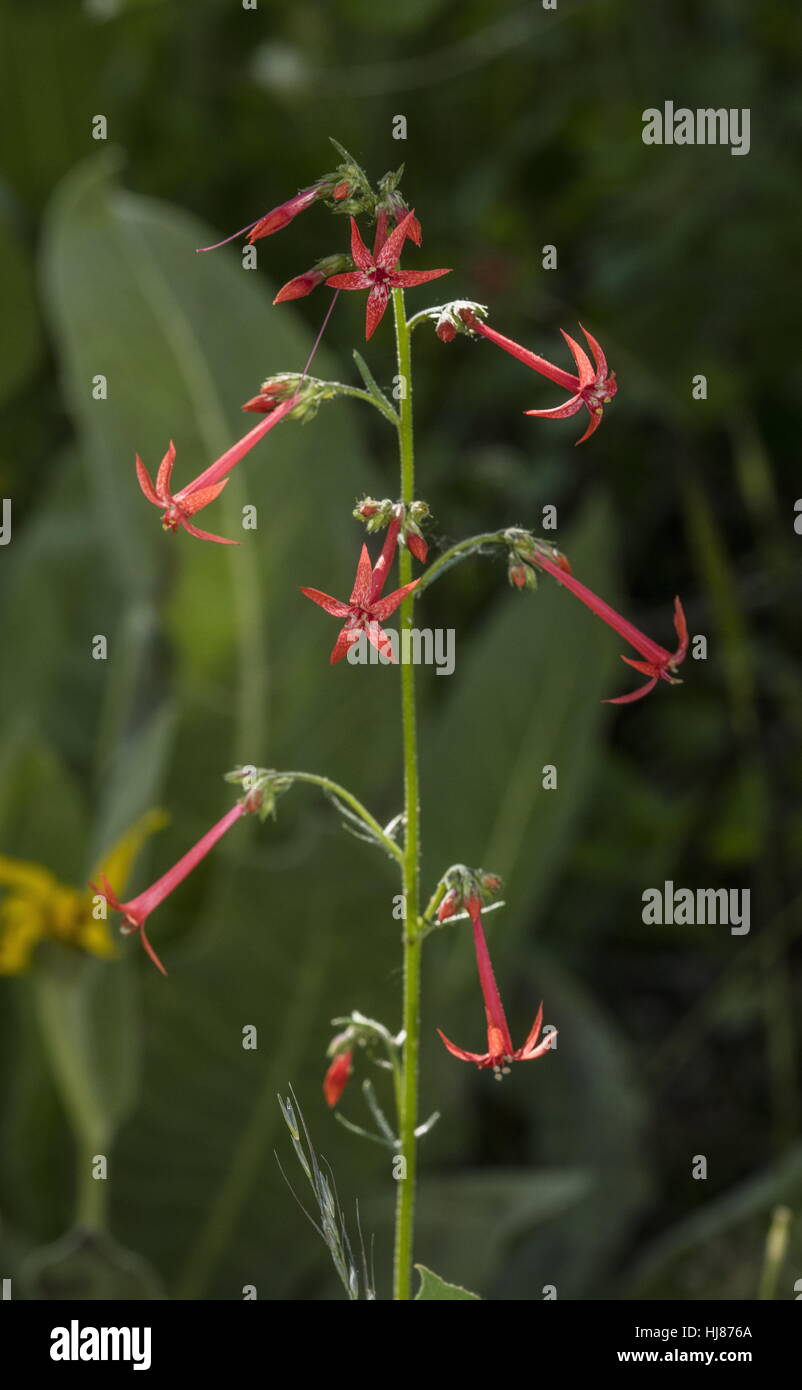 Scarlet gilia, Ipomopsis aggregata, in fiore, bosco di pioppi, Sierra Nevada. Foto Stock