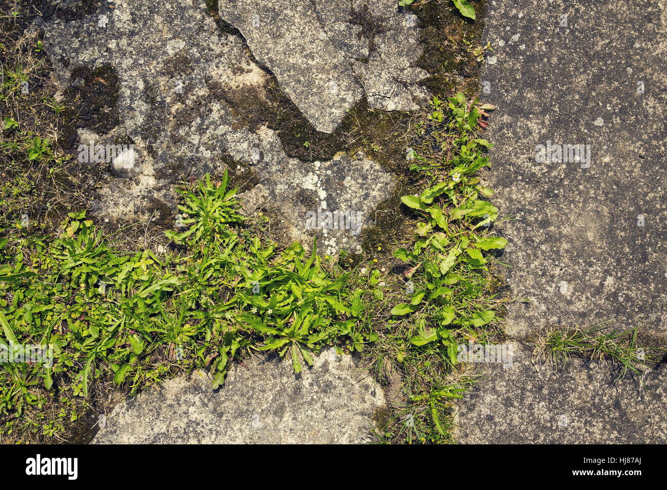 Si filtra l'erba verde cresce attraverso il cemento con spazio di copia Foto Stock