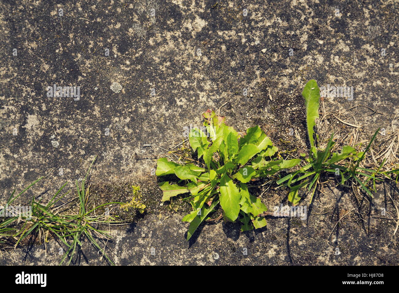Si filtra l'erba verde cresce attraverso il cemento con spazio di copia Foto Stock