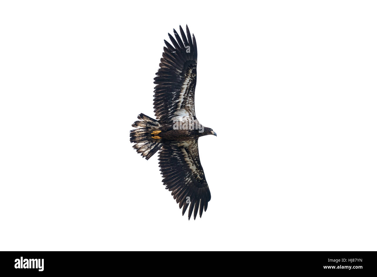 I capretti aquila calva in volo , Vancouver BC Canada Foto Stock