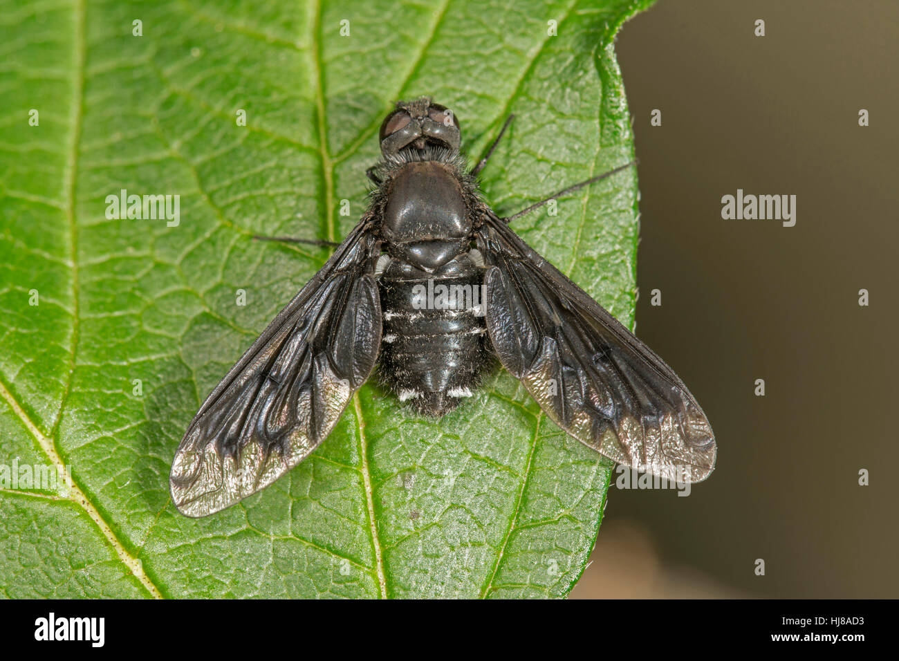 Bee fly (Anthrax morio) seduta sulla foglia, Baden-Württemberg, Germania Foto Stock
