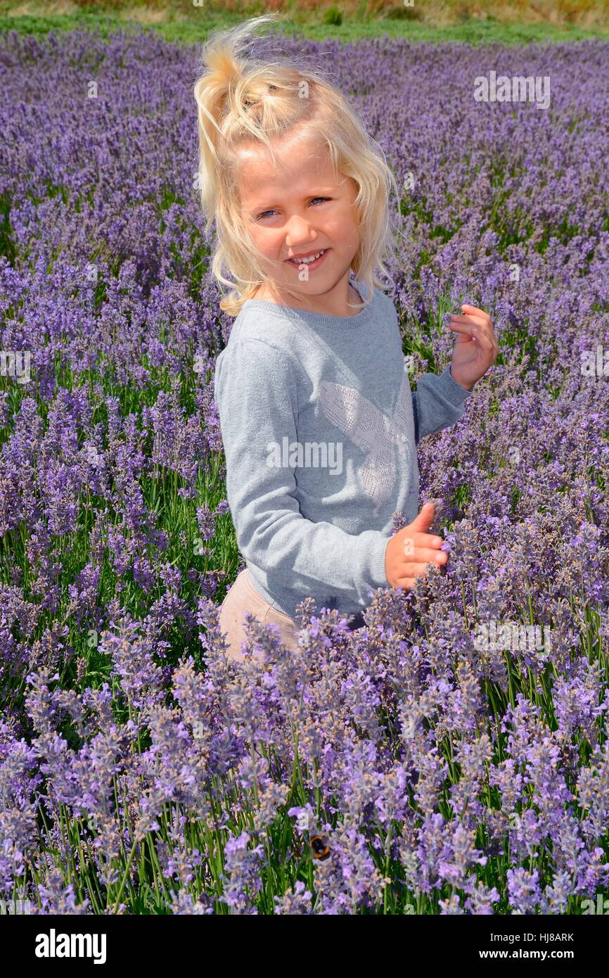 Ragazza nel campo di lavanda, Ystad, Skåne County, Skåne län, Svezia Foto Stock