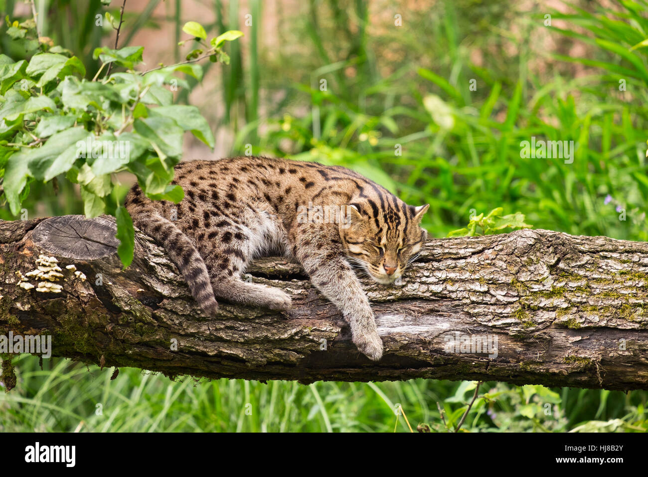 La pesca cat (Prionailurus viverrinus) giacente sul tronco di albero, captive, Germania Foto Stock