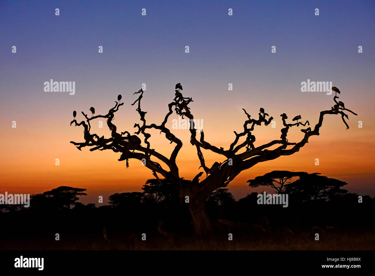 Cicogna bianca (Ciconia ciconia) su un punto morto acacia a sunrise, albero di Savannah, Serengeti National Park, Tanzania Foto Stock