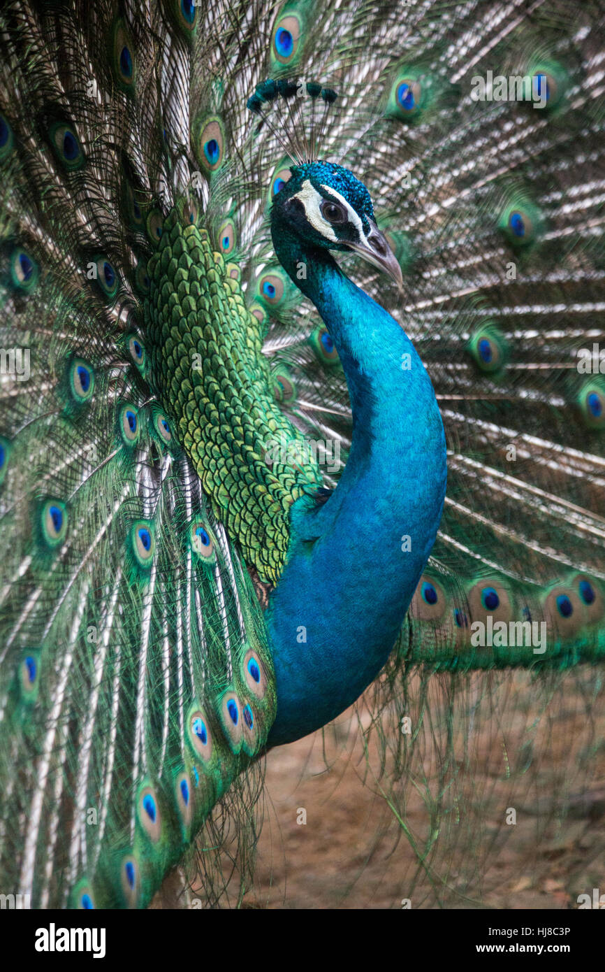 Maschio peafowl indiano - Pavo cristatus - peacock visualizzazione ventilatore di coda Foto Stock