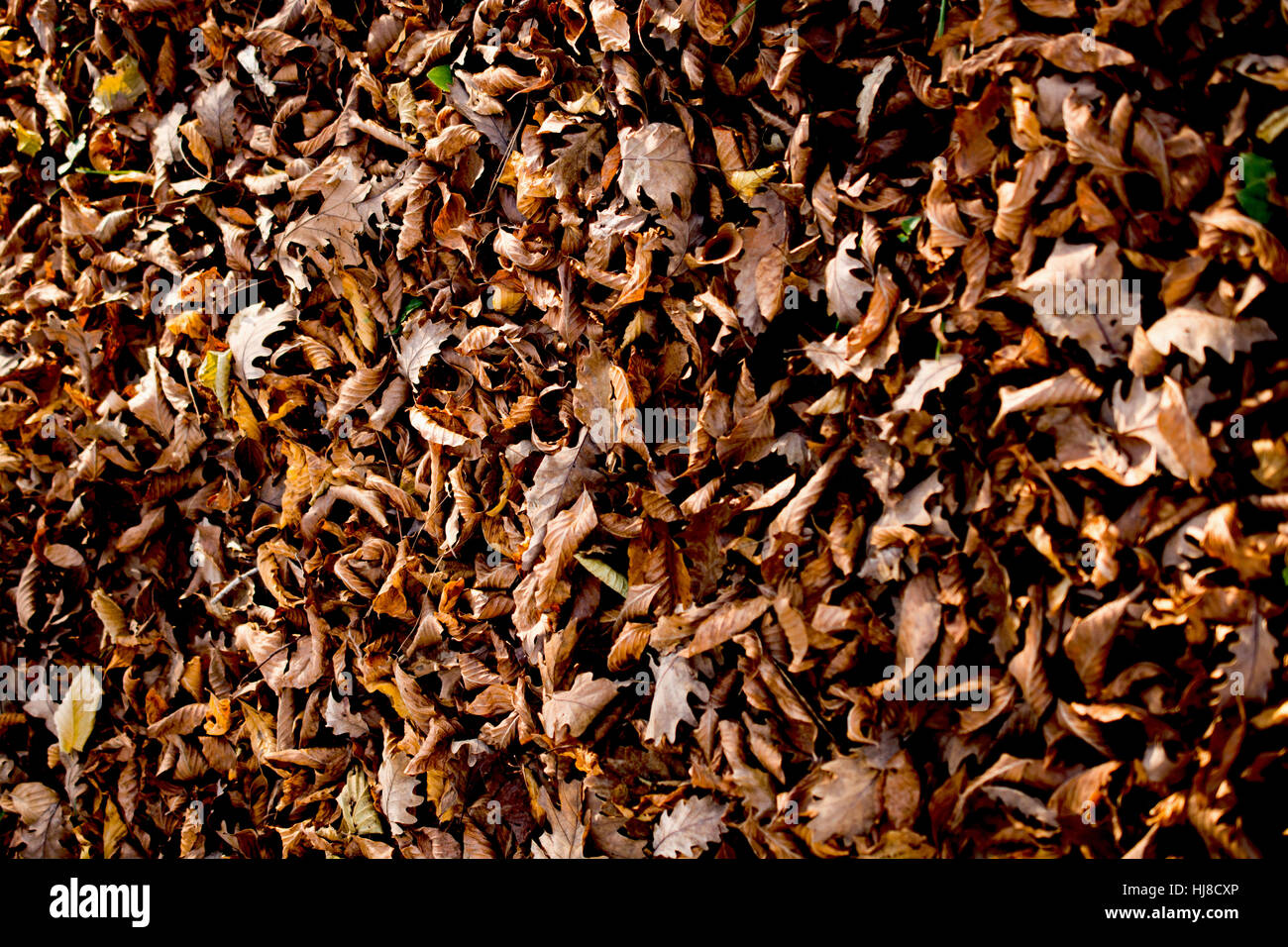 Belle foglie secche come un autunno sfondo Foto Stock