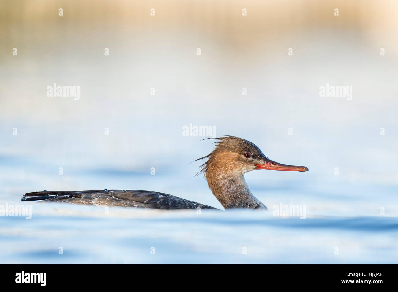 Un rosso-breasted Merganser nuota in acqua in un pomeriggio soleggiato con uno sfondo bianco. Foto Stock