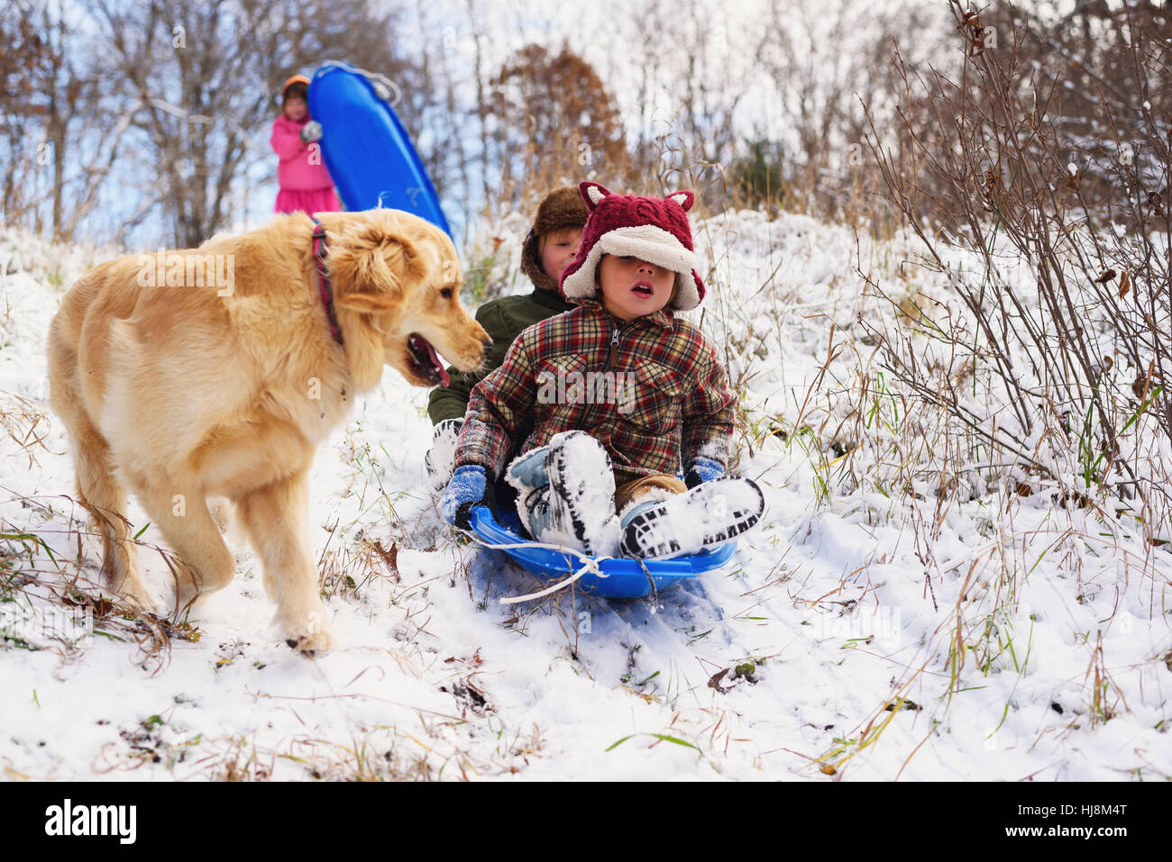 Tre bambini slittino in discesa sulla neve con il loro golden retriever cane Foto Stock