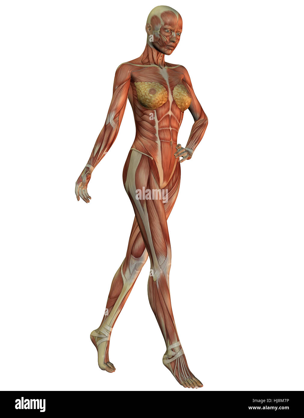 3D Rendering Anatomie und Muskulatur der Frau beim laufen Foto Stock