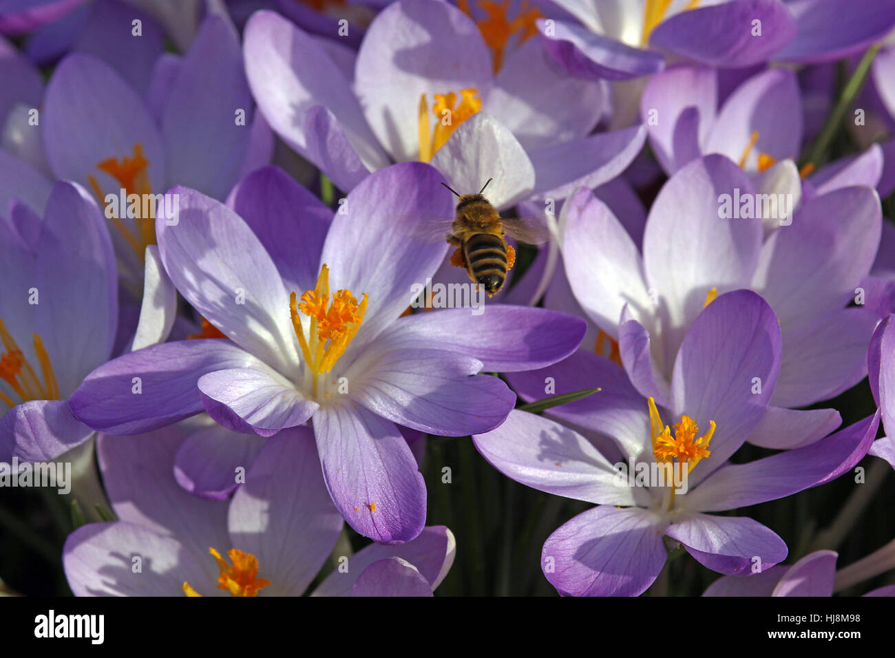 Crocus, viola, polline, honeybee, blu, macro close-up, macro di ammissione, chiudi Foto Stock