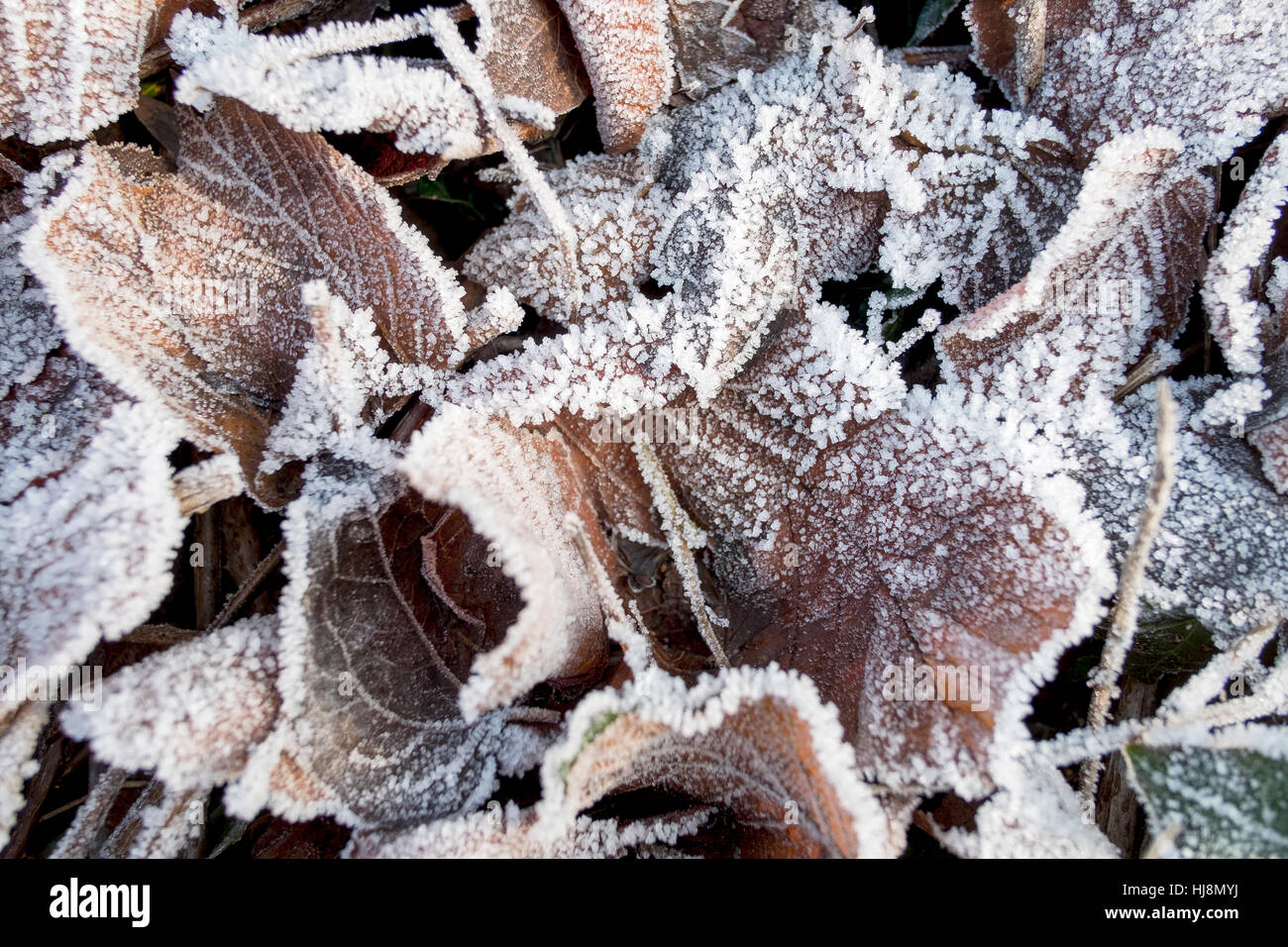 Frost coperto lasciando sul terreno in inverno Foto Stock