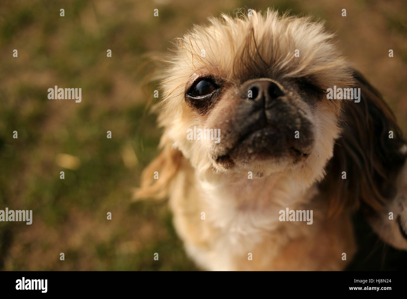Ritratto di un Shih tzu rescue cane con un occhio Foto Stock