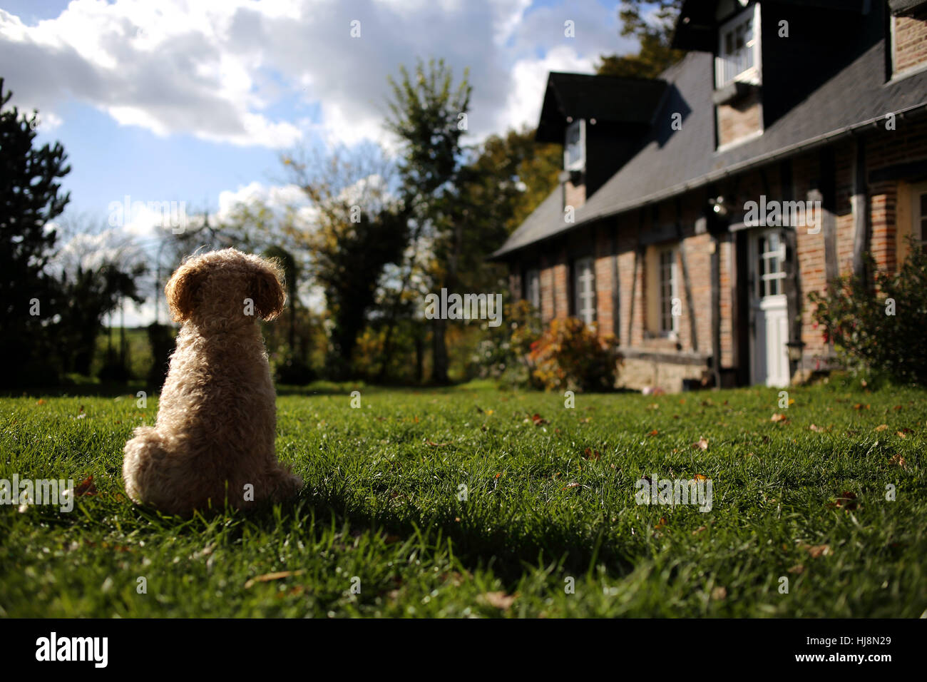 Cane barboncino seduto in un giardino Foto Stock