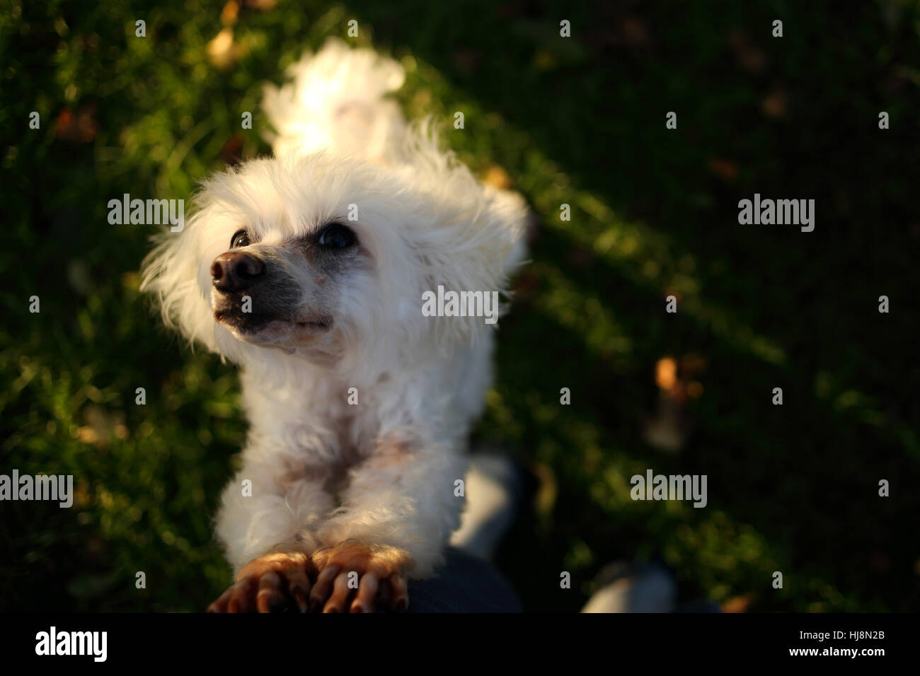 Bichon Frise cane allevamento fino a mendicare Foto Stock