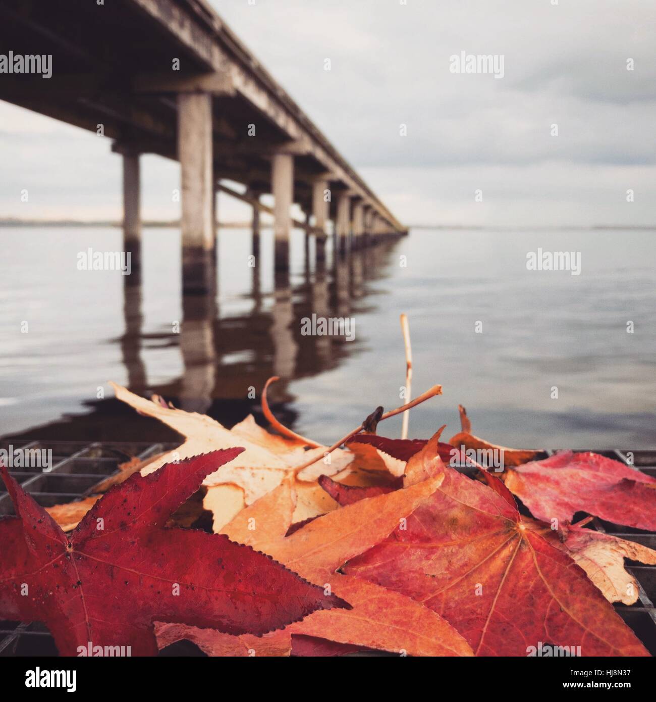 Foglie di autunno da un molo in legno, Huizen, Olanda Foto Stock