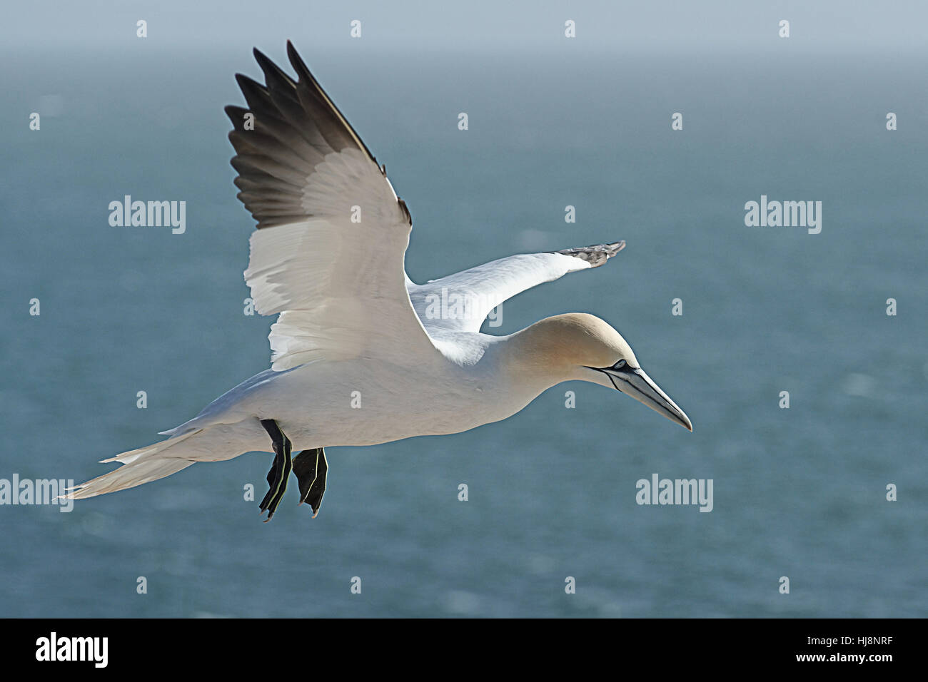 Gannett bird volare sopra il mare del Nord, l'isola di Helgoland, Germania Foto Stock