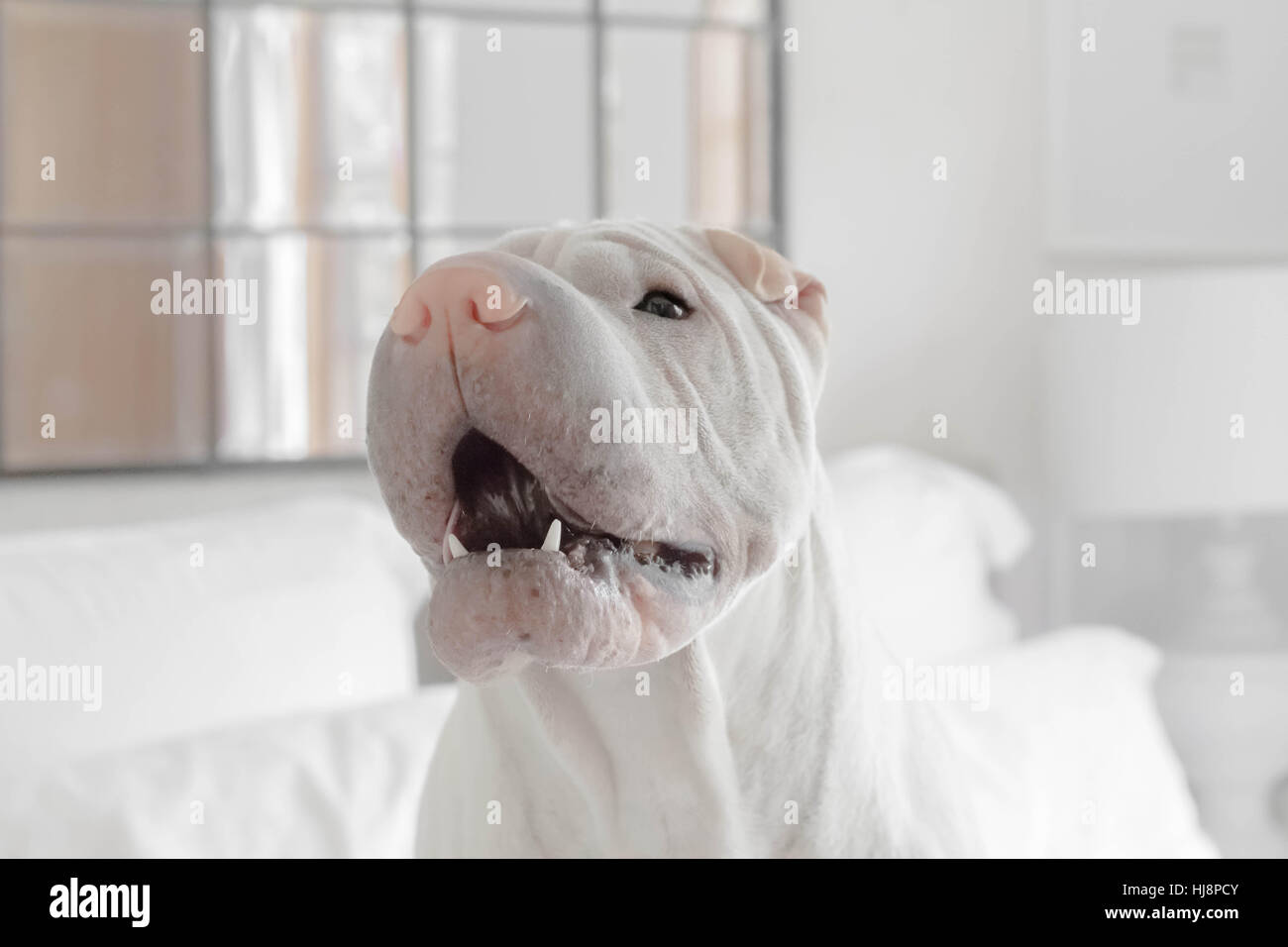 Shar Pei cane che abbaia Foto Stock