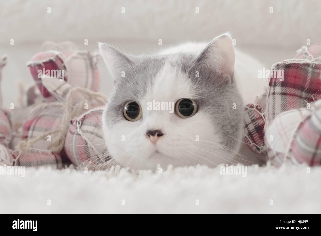 Ritratto di una cute cat Foto Stock