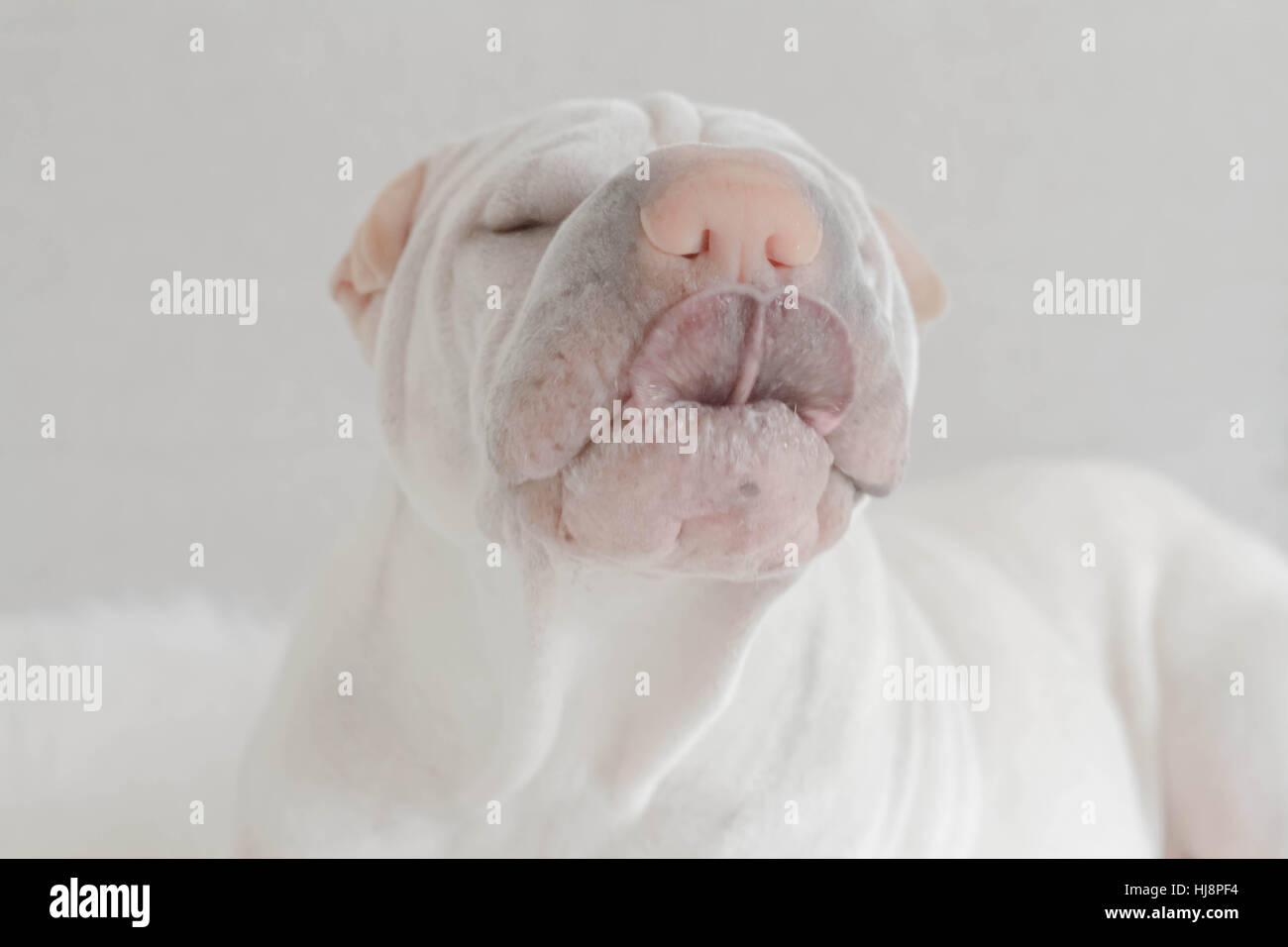 NEWEI Portachiavi Acrilico Shar Pei: Cane Carino Con Stampa Floreale, Regalo Per Lei