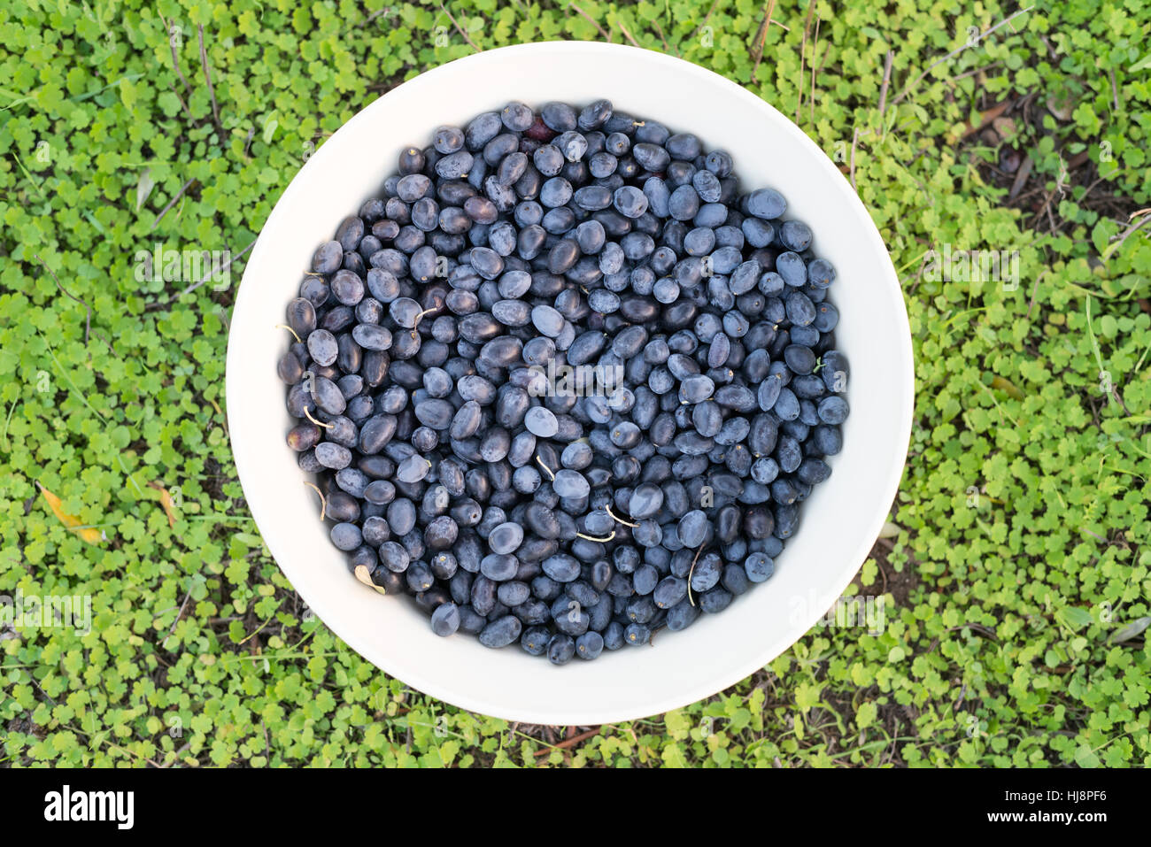 Ciotola di appena raccolti organici di olive nere, Tarragona Catalogna Foto Stock