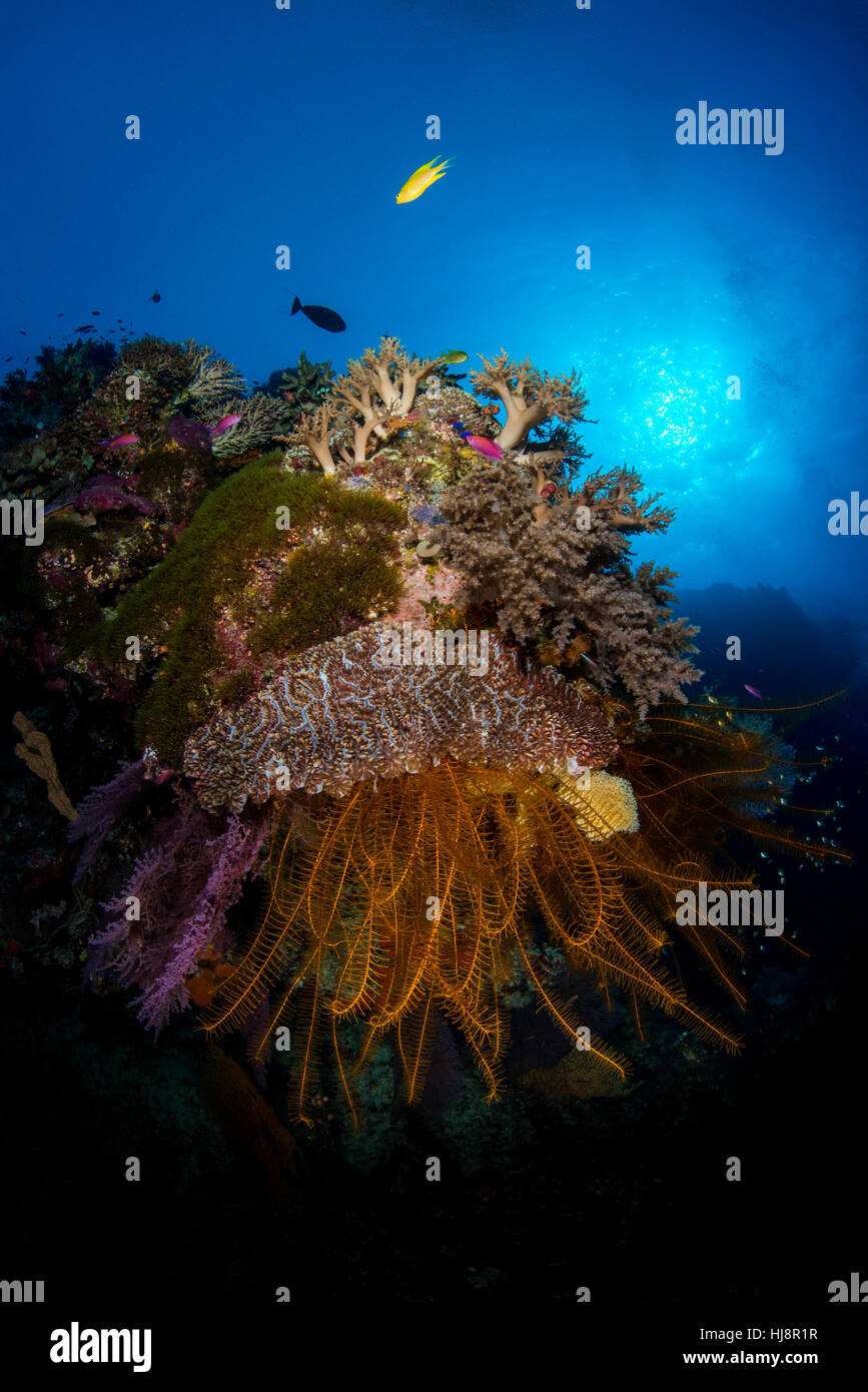 Le barriere coralline, il Parco Naturale di Tubbataha Reef, Filippine Foto Stock