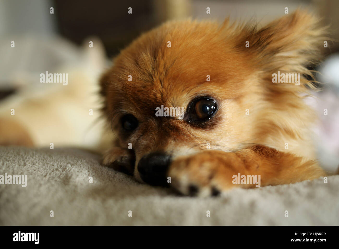 Assonnato longcoat Chihuahua cane Foto Stock