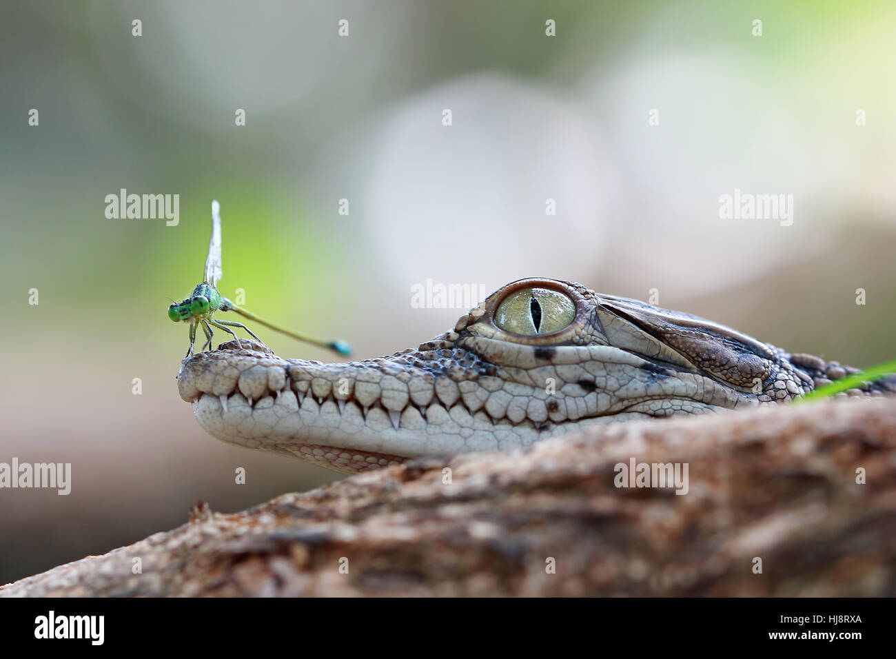 Damselfly su un coccodrillo, Banten, West Java, Indonesia Foto Stock