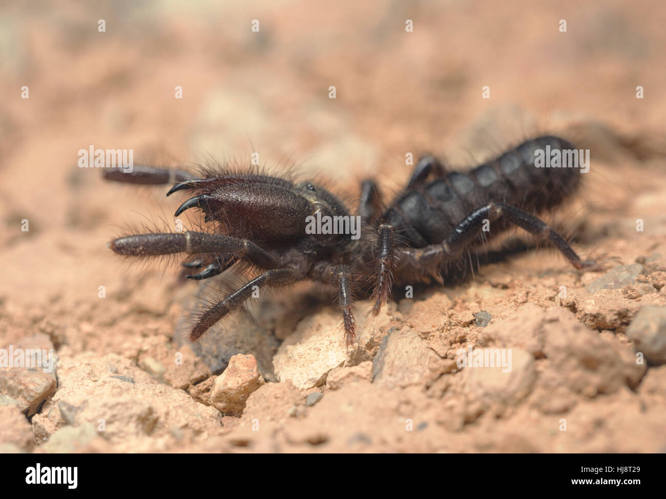 Il cammello nero spider, Marocco Foto Stock