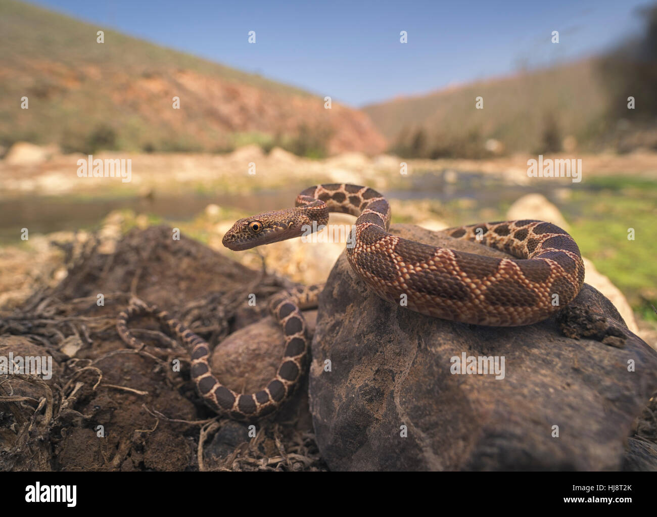 Diadema Mograbin Snake (Spalerosophis dolichospilus) sulle rocce, Tan-Tan, Marocco Foto Stock