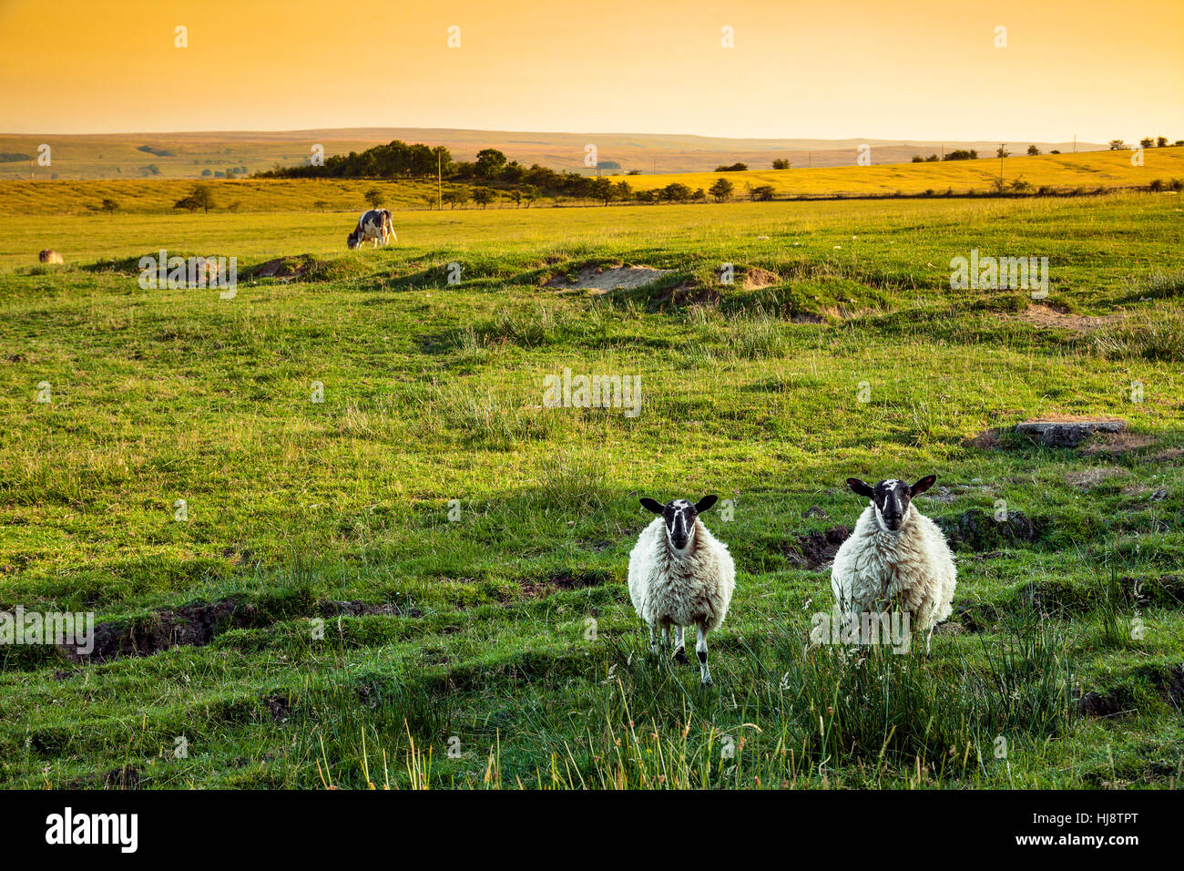 Due agnelli scozzesi Blackface nelle Highlands, Scozia, Regno Unito Foto Stock