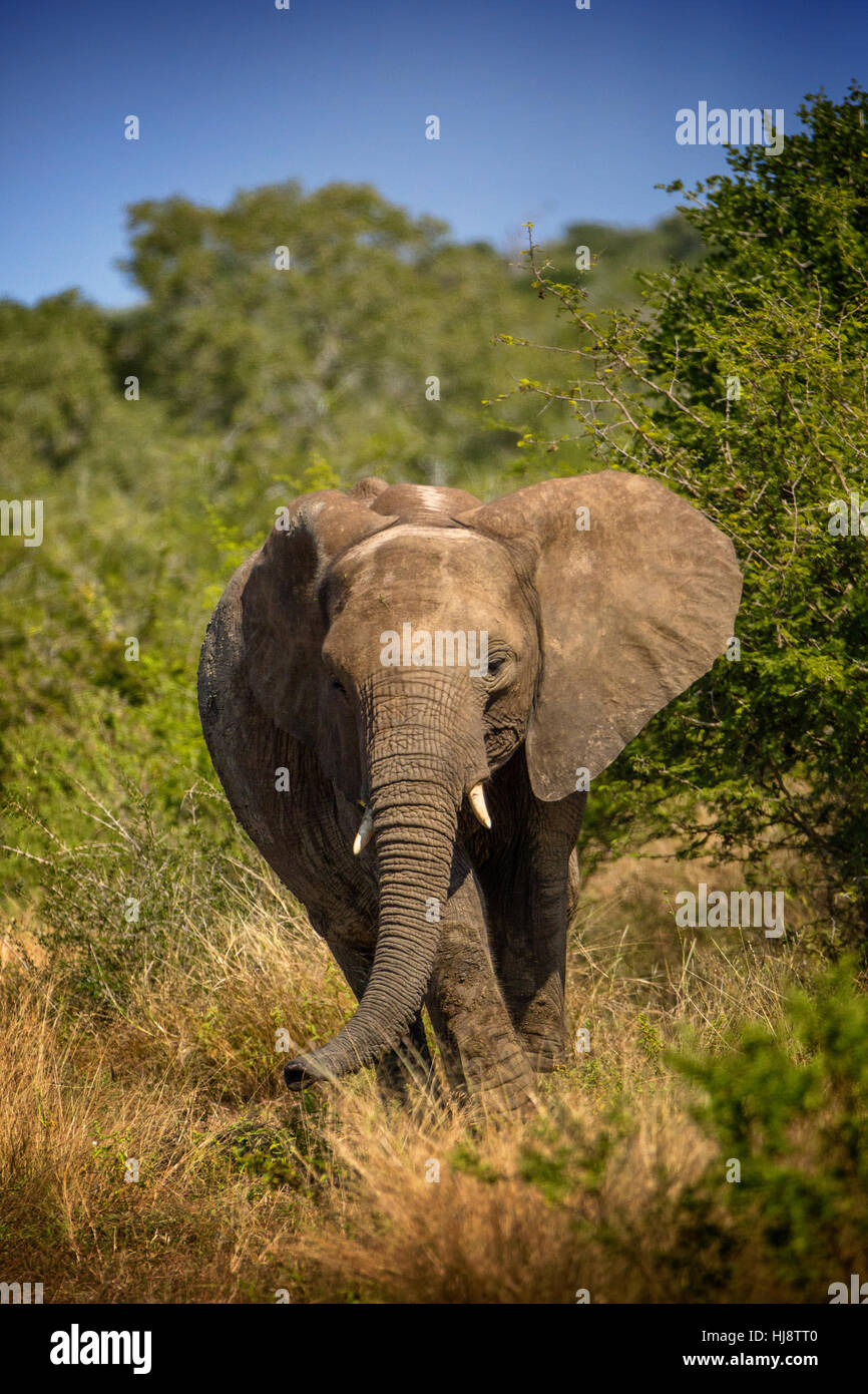 Ritratto di un elefante di vitello, Sud Africa Foto Stock