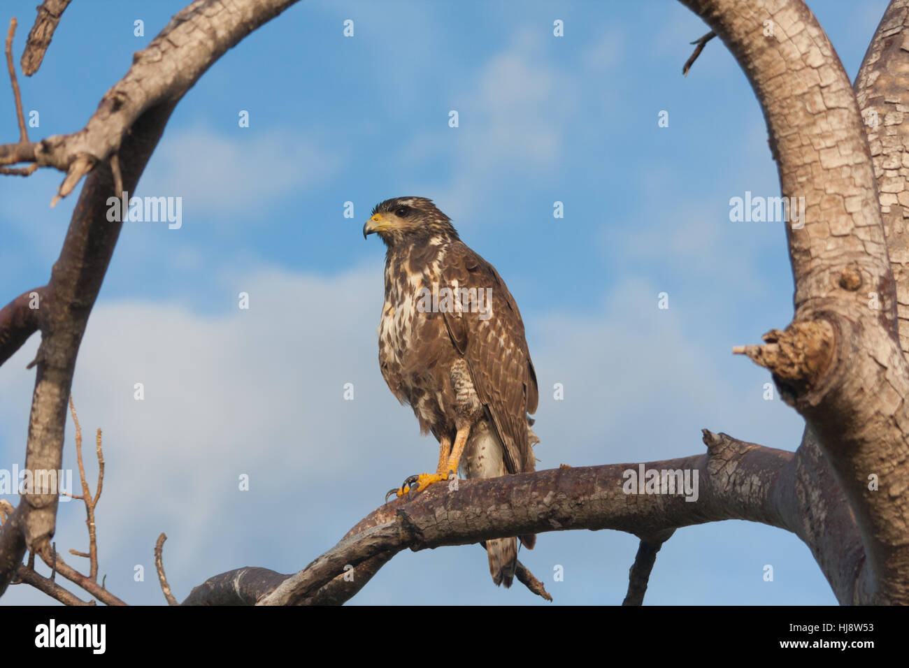 Cuban Black Hawk (buteogallus gundlachii) appollaiato su un ramo Foto Stock